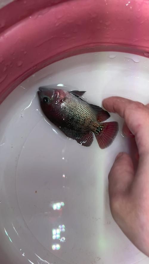 羅漢魚苗圖片【《羅漢魚苗圖片：探尋奇妙的微觀世界》**】 羅漢魚苗圖片【《羅漢魚苗圖片：探尋奇妙的微觀世界》**】 龍魚百科 第13張
