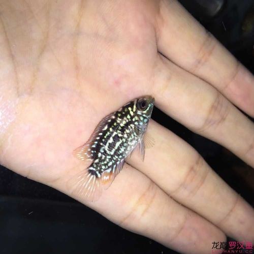 羅漢魚苗圖片【《羅漢魚苗圖片：探尋奇妙的微觀世界》**】 羅漢魚苗圖片【《羅漢魚苗圖片：探尋奇妙的微觀世界》**】 龍魚百科 第18張