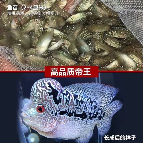 羅漢魚苗圖片【《羅漢魚苗圖片：探尋奇妙的微觀世界》**】 羅漢魚苗圖片【《羅漢魚苗圖片：探尋奇妙的微觀世界》**】 龍魚百科 第19張