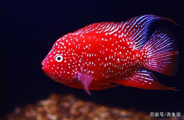 羅漢魚苗圖片【《羅漢魚苗圖片：探尋奇妙的微觀世界》**】 羅漢魚苗圖片【《羅漢魚苗圖片：探尋奇妙的微觀世界》**】 龍魚百科 第29張