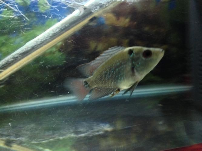 羅漢魚苗圖片【《羅漢魚苗圖片：探尋奇妙的微觀世界》**】 羅漢魚苗圖片【《羅漢魚苗圖片：探尋奇妙的微觀世界》**】 龍魚百科 第27張