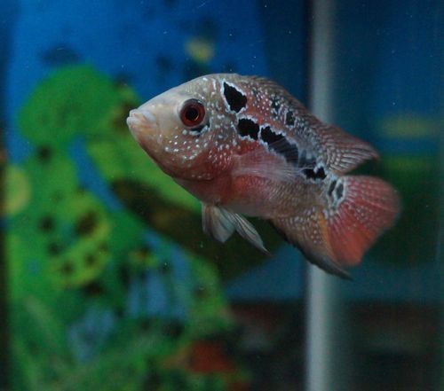 羅漢魚苗圖片【《羅漢魚苗圖片：探尋奇妙的微觀世界》**】 羅漢魚苗圖片【《羅漢魚苗圖片：探尋奇妙的微觀世界》**】 龍魚百科 第25張