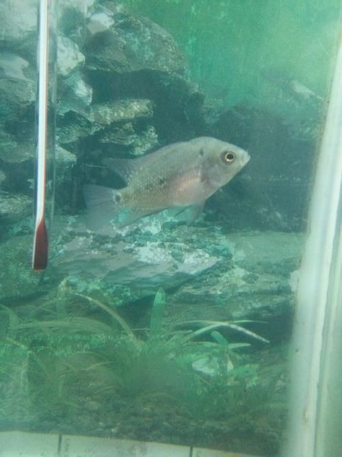 羅漢魚苗圖片【《羅漢魚苗圖片：探尋奇妙的微觀世界》**】 羅漢魚苗圖片【《羅漢魚苗圖片：探尋奇妙的微觀世界》**】 龍魚百科 第26張