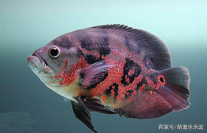 地圖魚長大后什么樣【地圖魚在長大后會呈現(xiàn)出獨(dú)特的形態(tài)特征其體型相較為龐大】