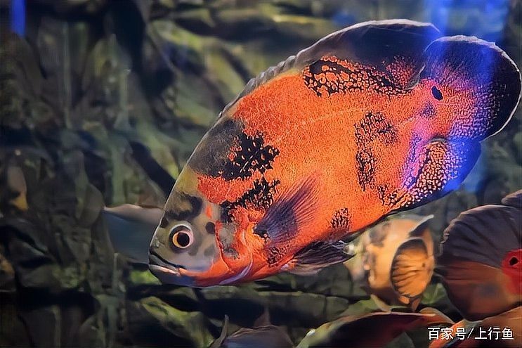 地圖魚長大后什么樣【地圖魚在長大后會呈現(xiàn)出獨(dú)特的形態(tài)特征其體型相較為龐大】