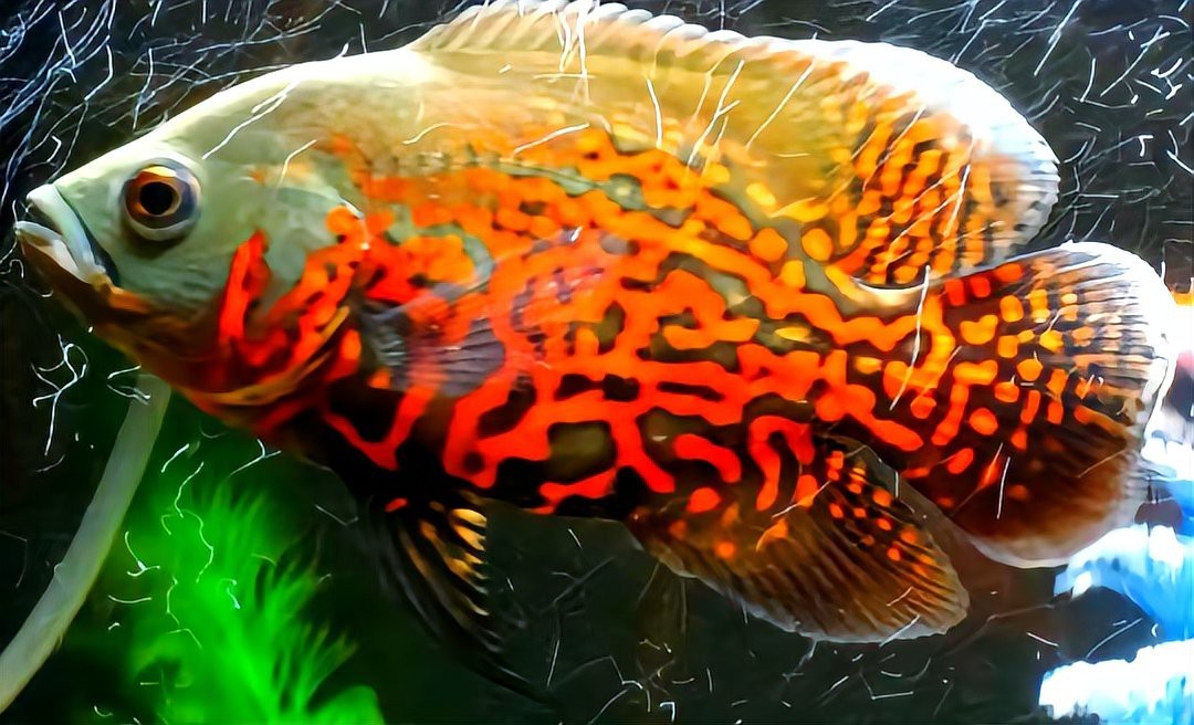 地圖魚長大后什么樣【地圖魚在長大后會呈現(xiàn)出獨(dú)特的形態(tài)特征其體型相較為龐大】