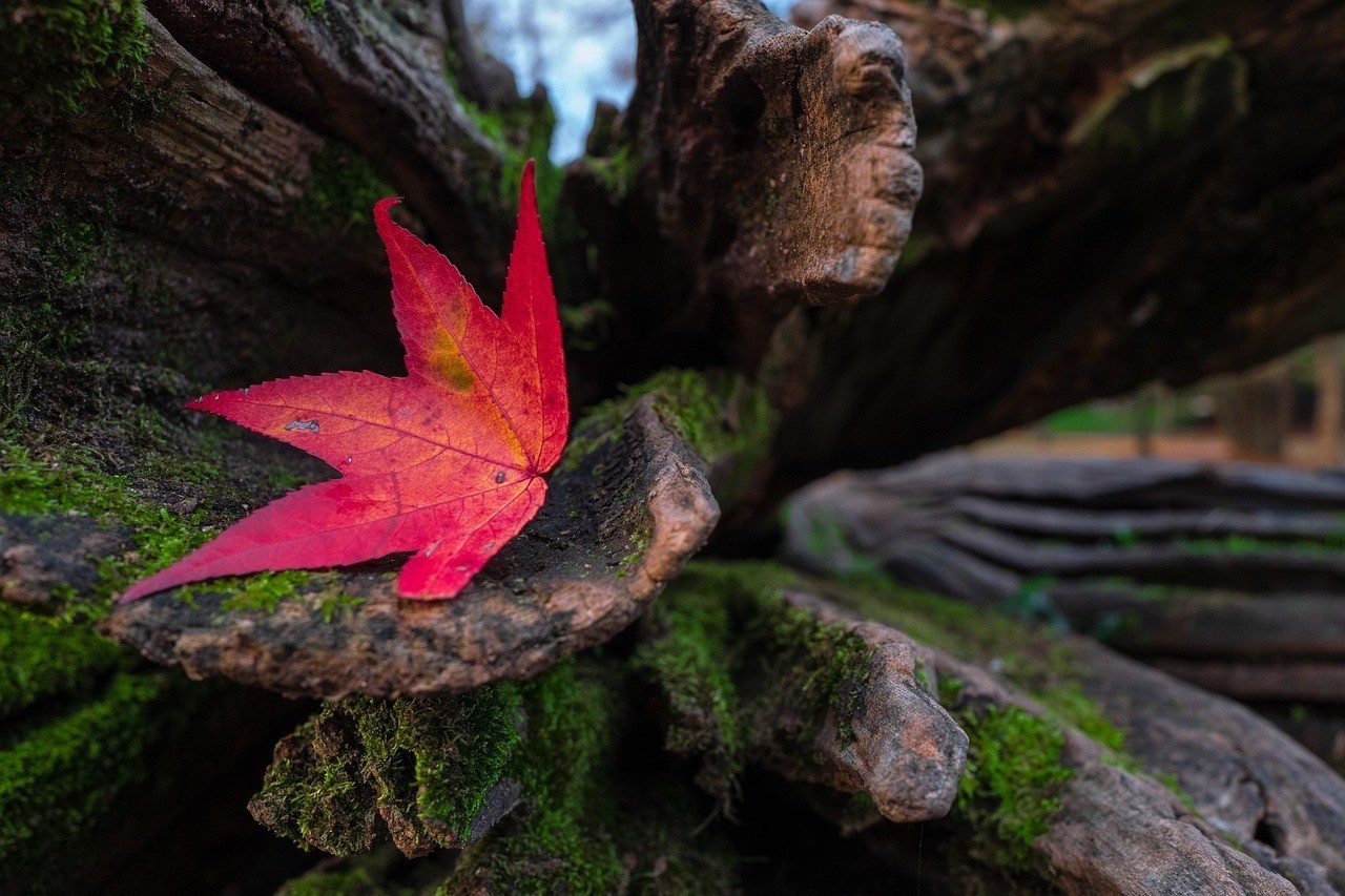 赤元素的龍魚能紅嗎?【赤元素的龍魚發紅的潛在基因是什么，赤元素龍魚發紅的潛在基因】 赤元素的龍魚能紅嗎?【赤元素的龍魚發紅的潛在基因是什么，赤元素龍魚發紅的潛在基因】 水族問答 第1張