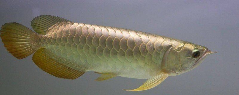 養三條龍魚需要多大的魚缸？【三條龍魚混養多大的缸一襲可愛風】 養三條龍魚需要多大的魚缸？【三條龍魚混養多大的缸一襲可愛風】 龍魚百科 第1張