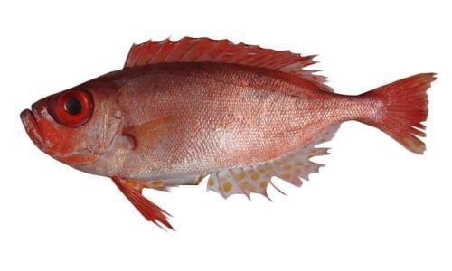 紅色的大眼魚叫什么【紅色的大眼睛海魚】
