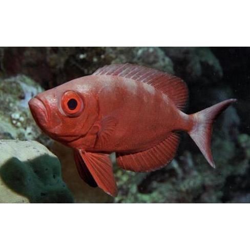 紅色的大眼魚叫什么【紅色的大眼睛海魚】