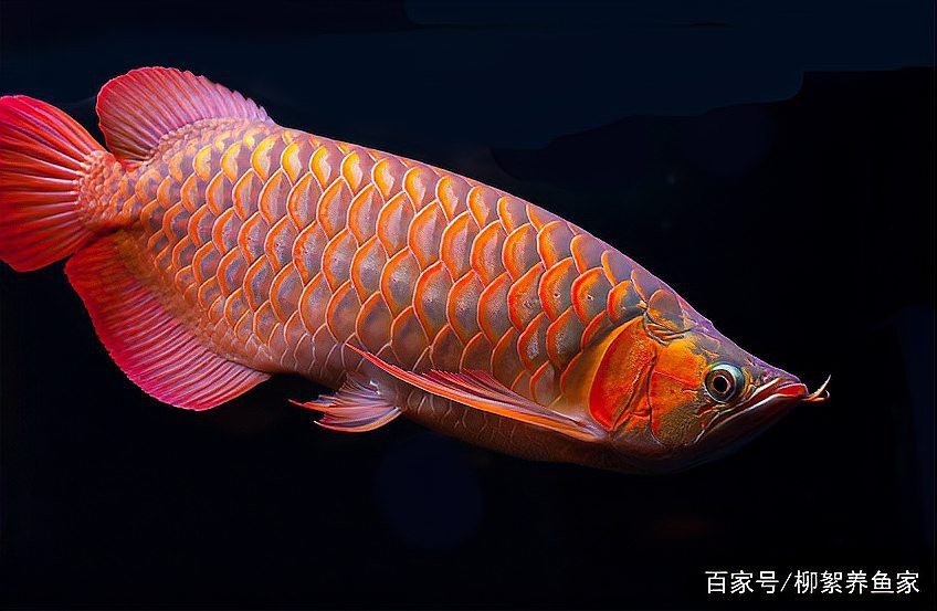 龍魚是淡粉色還是濃粉色【關于龍魚究竟是淡粉色還是濃粉色這一問題需從多方面考量】