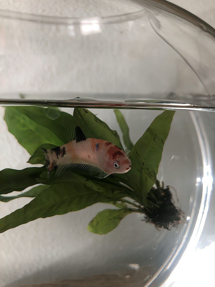 龍魚驅蟲后需要升溫嗎？【龍魚升溫驅蟲后是否需要升溫】