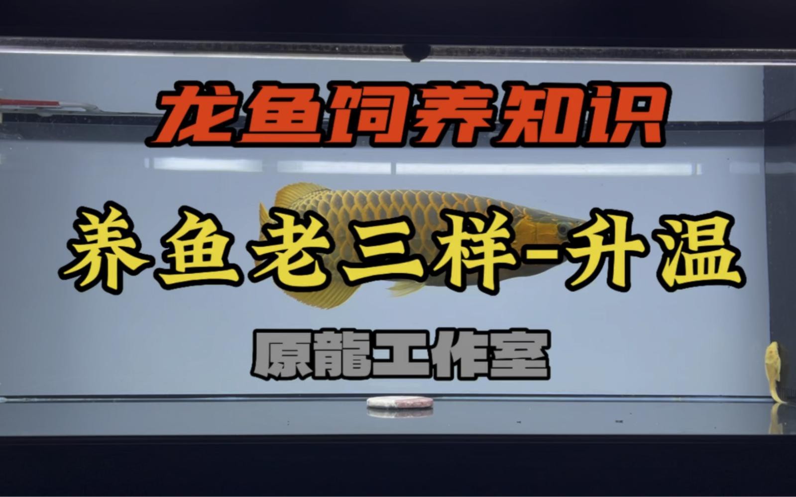 龍魚驅蟲后需要升溫嗎？【龍魚升溫驅蟲后是否需要升溫】