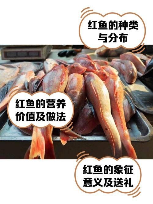 紅魚圖片大全大圖【紅魚圖片大全】 紅魚圖片大全大圖【紅魚圖片大全】 龍魚論壇 第12張