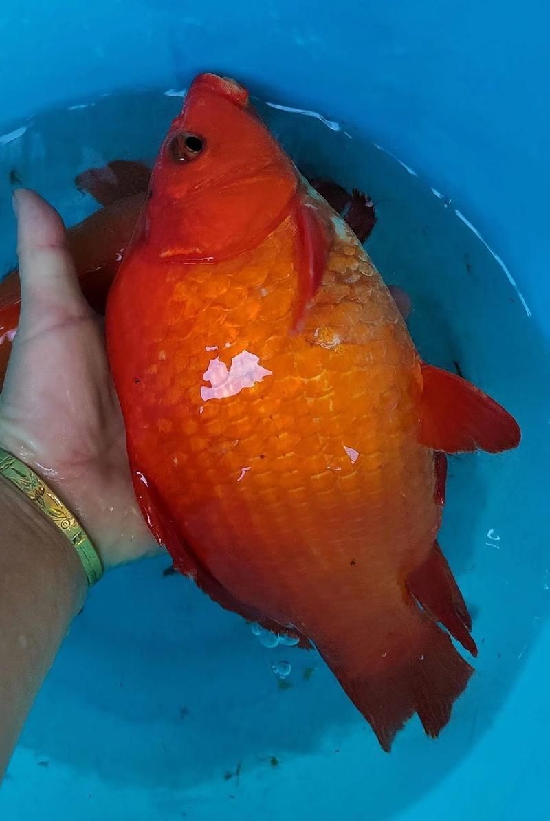紅魚圖片大全大圖【紅魚圖片大全】 紅魚圖片大全大圖【紅魚圖片大全】 龍魚論壇 第11張