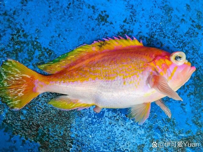 紅魚圖片大全大圖【紅魚圖片大全】 紅魚圖片大全大圖【紅魚圖片大全】 龍魚論壇 第16張
