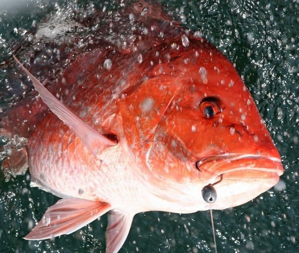 紅魚圖片大全大圖【紅魚圖片大全】 紅魚圖片大全大圖【紅魚圖片大全】 龍魚論壇 第21張