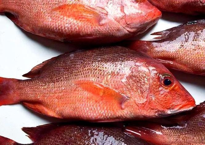 紅魚圖片大全大圖【紅魚圖片大全】 紅魚圖片大全大圖【紅魚圖片大全】 龍魚論壇 第17張