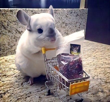 龍貓和貓哪個壽命更長？【龍貓和貓的壽命對比】
