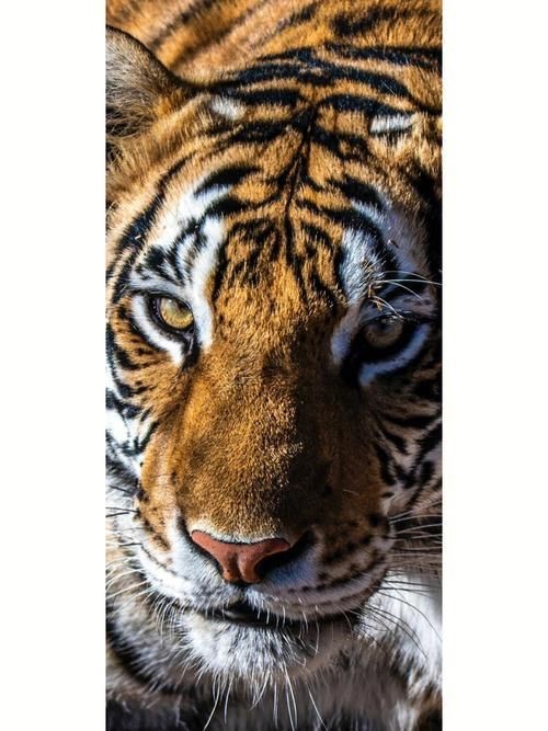 老虎壁紙【“老虎壁紙”展開，極具魅力與力量感的猛獸為主題】