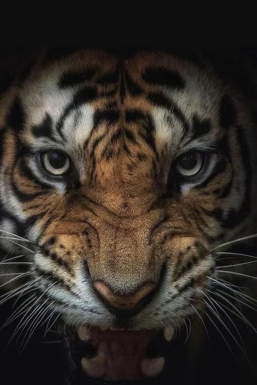 老虎壁紙【“老虎壁紙”展開，極具魅力與力量感的猛獸為主題】