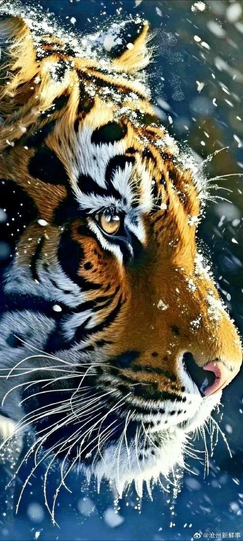 老虎壁紙【“老虎壁紙”展開，極具魅力與力量感的猛獸為主題】