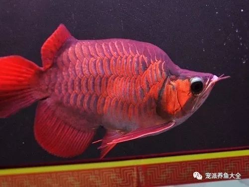泗水紅龍魚的市場價格如何？【泗水紅龍魚多少錢一斤愛采購觀賞魚金龍魚多少錢一斤愛采購】