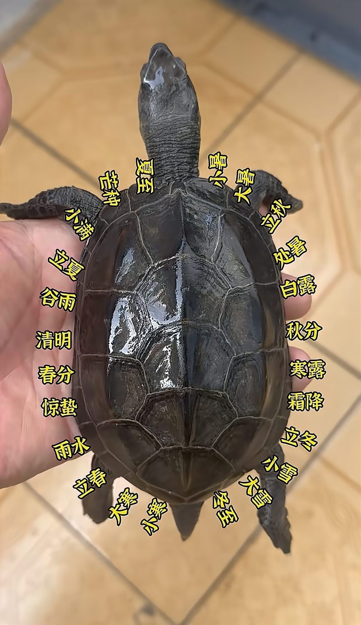 曾仕強說烏龜不能隨便養【烏龜不能隨便養】 曾仕強說烏龜不能隨便養【烏龜不能隨便養】 龍魚論壇 第1張