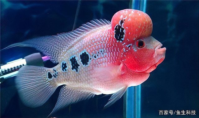 龍魚送人有什么講究【龍魚饋贈有哪些講究】