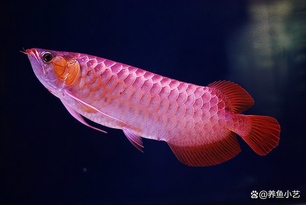 紅龍發(fā)色期間需要喂什么食物？【養(yǎng)魚(yú)小藝，紅龍魚(yú)怎么養(yǎng)容易發(fā)色】