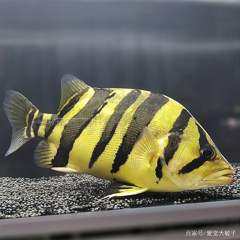 虎魚一般養幾條合適【關于虎魚一般養幾條好，虎魚一般養幾條合適，需綜合因素考量】