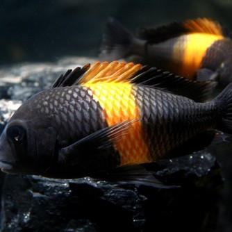 三湖慈鯛紅寬帶蝴蝶魚(yú)最新款2023價(jià)格表【三湖慈鯛紅寬帶蝴蝶魚(yú)2023價(jià)格表】