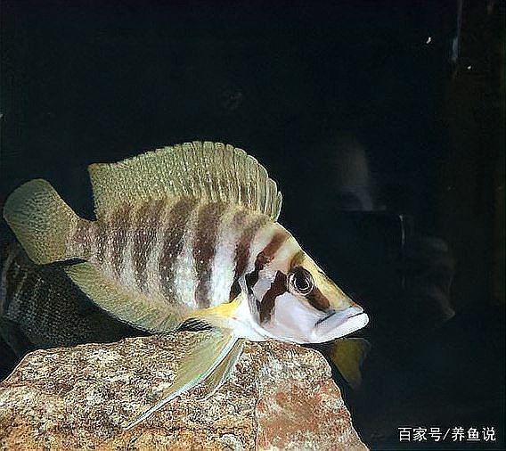 三湖慈鯛紅寬帶蝴蝶魚(yú)最新款2023價(jià)格表【三湖慈鯛紅寬帶蝴蝶魚(yú)2023價(jià)格表】