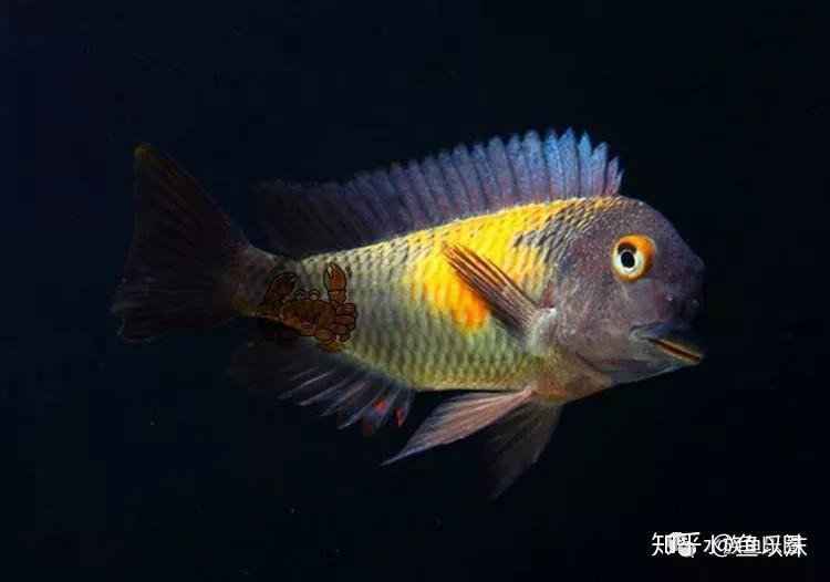 三湖慈鯛紅寬帶蝴蝶魚(yú)最新款2023價(jià)格表【三湖慈鯛紅寬帶蝴蝶魚(yú)2023價(jià)格表】