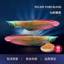 哪里可以購買到健康的銀龍魚？【健康銀龍魚品牌、圖片、圖片、圖片、圖片、圖片、圖片、排行榜】