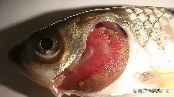 如何預防龍魚鰓蓋爛掉?【龍魚鰓蓋爛掉如何治療?】 龍魚百科 第1張 如何預防龍魚鰓蓋爛掉?【龍魚鰓蓋爛掉如何治療?】 如何預防龍魚鰓蓋爛掉?【龍魚鰓蓋爛掉如何治療?】 龍魚百科 第1張