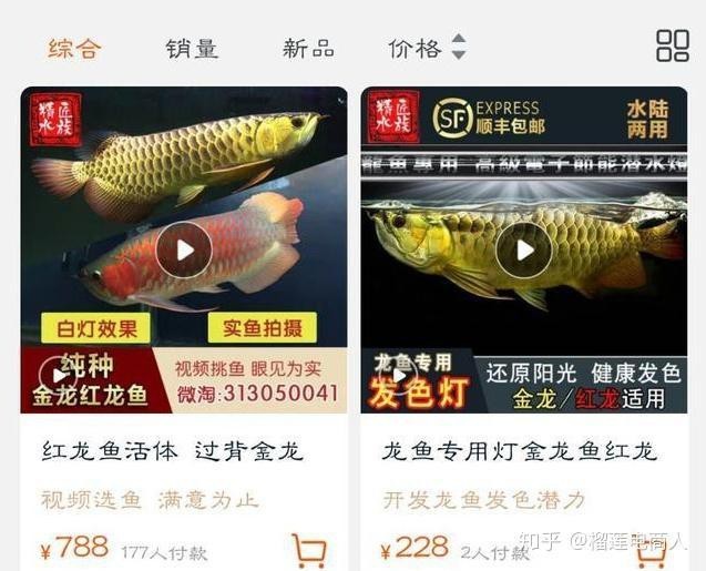 有哪些高背金龍成功案例？【是一些高背金龍的成功案例】 有哪些高背金龍成功案例？【是一些高背金龍的成功案例】 龍魚論壇 第2張