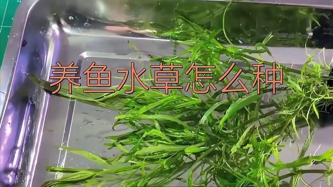 過背金龍魚缸水草種植步驟【過背金龍魚缸水草種植基本步驟】
