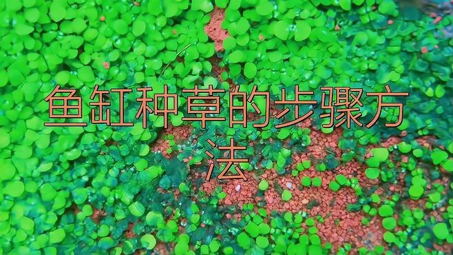 過背金龍魚缸水草種植步驟【過背金龍魚缸水草種植基本步驟】