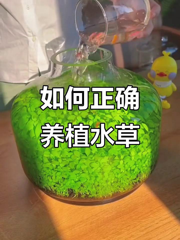 過背金龍魚缸水草種植步驟【過背金龍魚缸水草種植基本步驟】