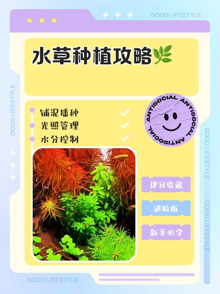 過背金龍魚缸水草種植步驟【過背金龍魚缸水草種植基本步驟】