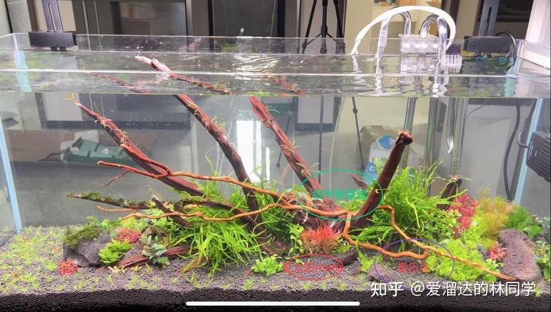 過背金龍魚缸水草種植步驟【過背金龍魚缸水草種植基本步驟】