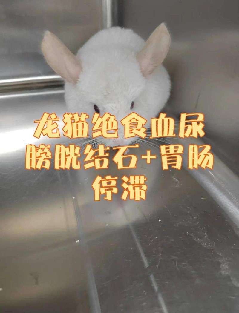 龍貓會有先天性疾病嗎【龍貓是否會有先天性疾病】