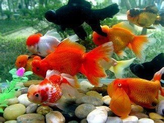 金魚產卵后可以不管嗎【金魚產卵后不能不管**，若放任不管，可能會面臨諸多問題】