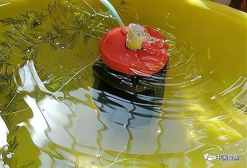 金魚產卵后可以不管嗎【金魚產卵后不能不管**，若放任不管，可能會面臨諸多問題】