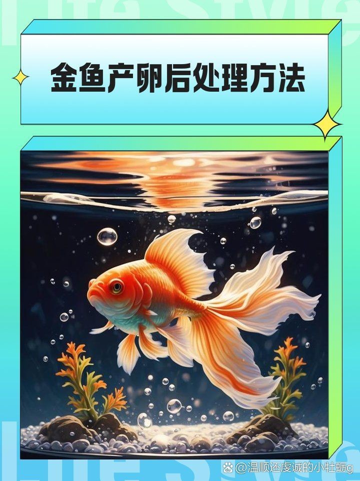 金魚產卵后可以不管嗎【金魚產卵后不能不管**，若放任不管，可能會面臨諸多問題】