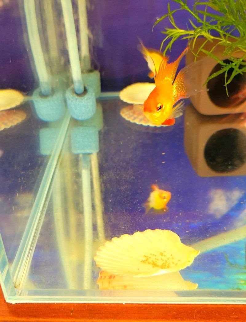 金魚產卵后可以不管嗎【金魚產卵后不能不管**，若放任不管，可能會面臨諸多問題】