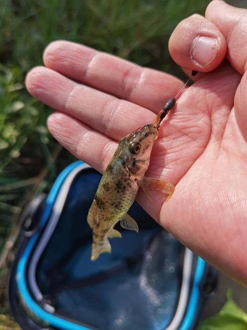 老虎魚(yú)的照片【《老虎魚(yú)照片背后的奇妙世界》**】