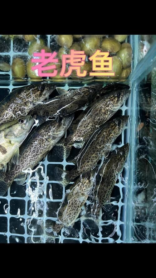 老虎魚的照片【《老虎魚照片背后的奇妙世界》**】 老虎魚的照片【《老虎魚照片背后的奇妙世界》**】 龍魚百科 第5張