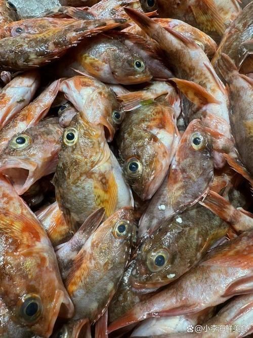 老虎魚的照片【《老虎魚照片背后的奇妙世界》**】 老虎魚的照片【《老虎魚照片背后的奇妙世界》**】 龍魚百科 第6張